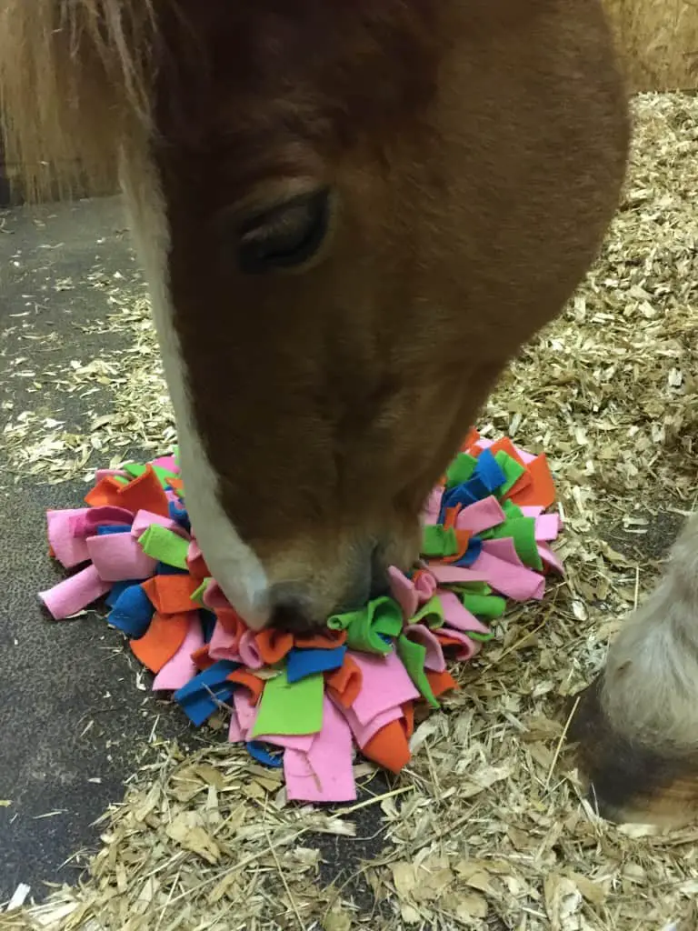 New stable toy for horses