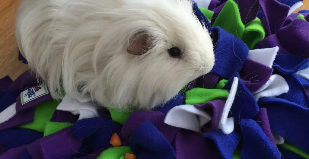 Snuffle mat guineapigrufflesnuffle • Ruffle Snuffle