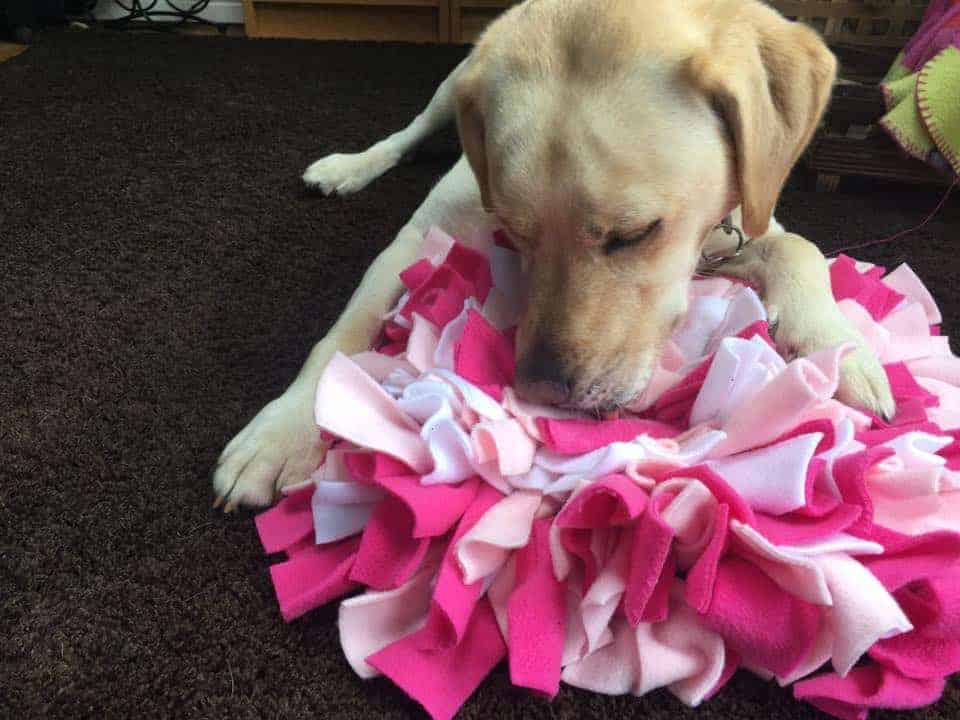 Snuffle mat Gallery • Ruffle Snuffle
