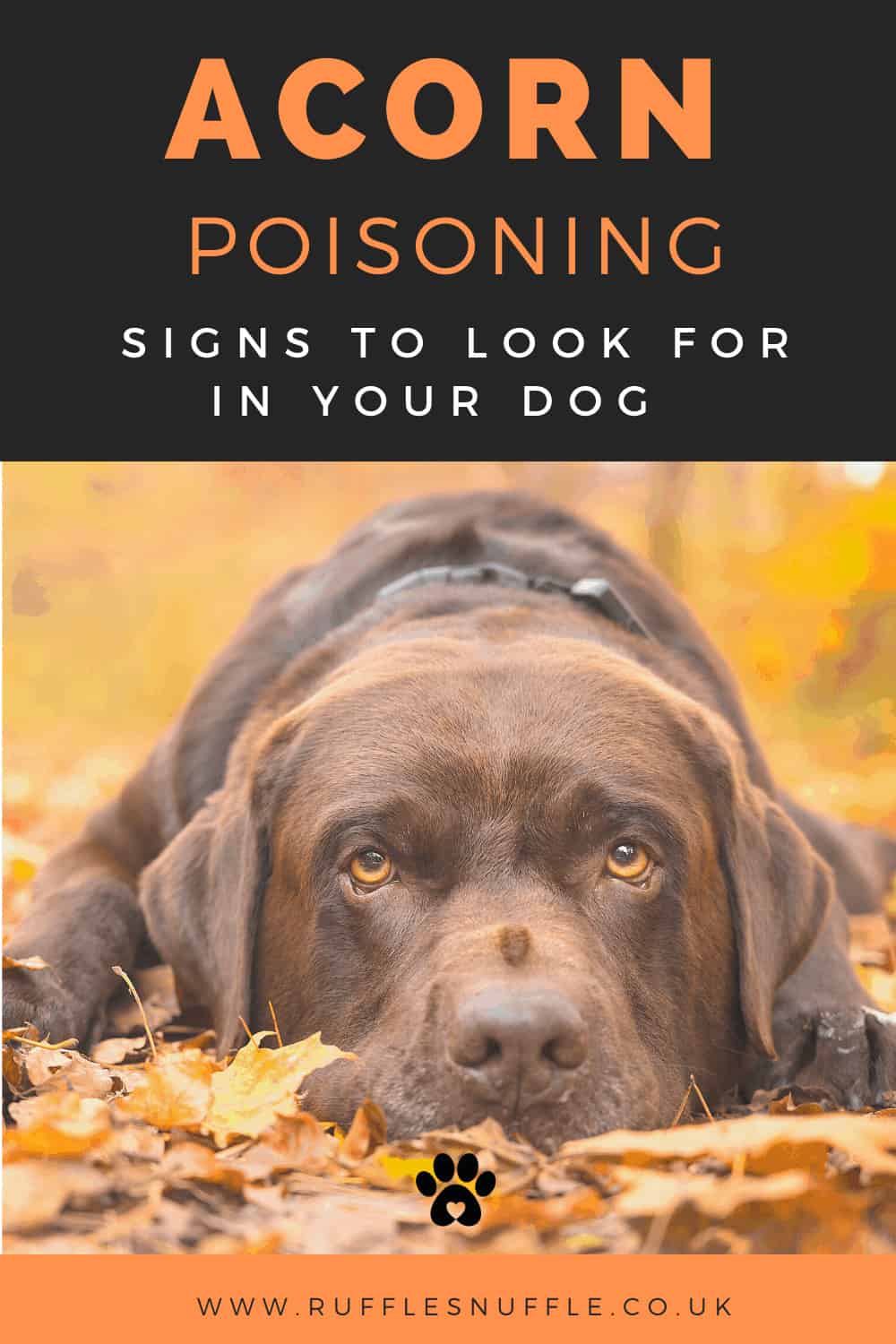 Can Acorns Kill Dogs