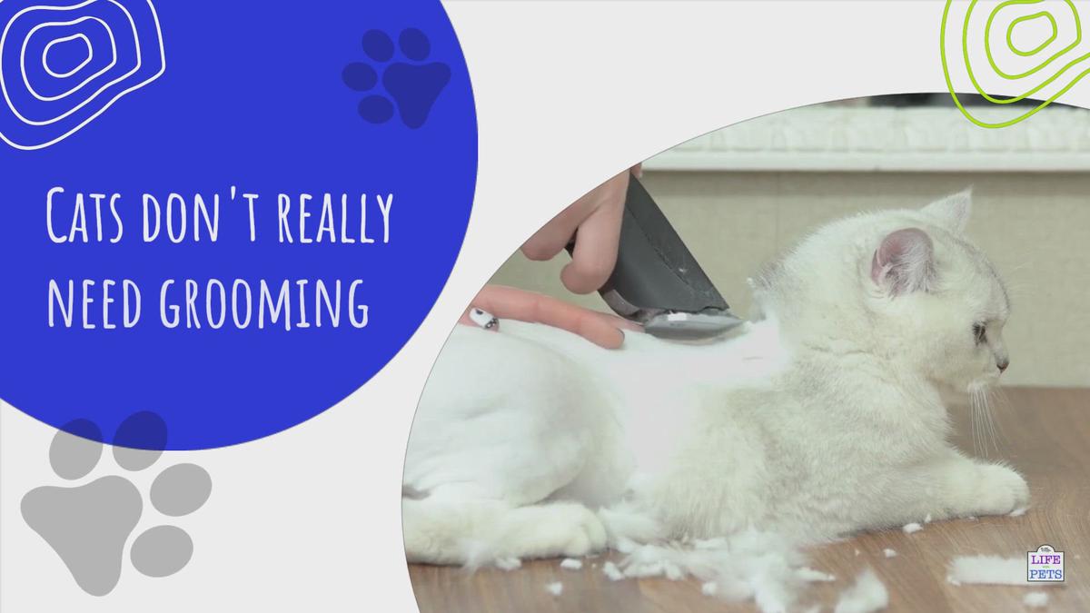 Why Do Cats Need Grooming?