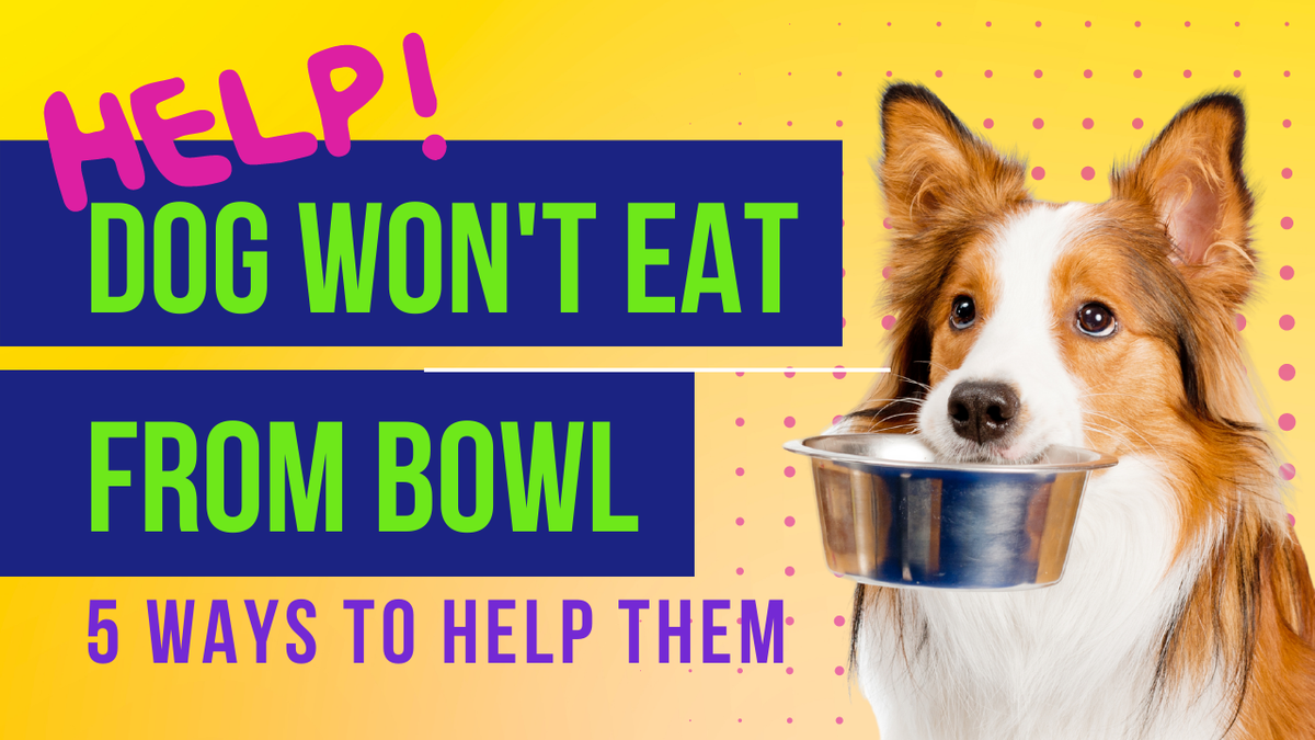 5 common reasons why your dog may refuse to eat from their bowl