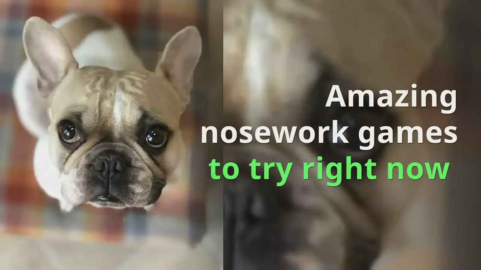 Amazing indoor nose work games to play with your dog from Ruffle Snuffle