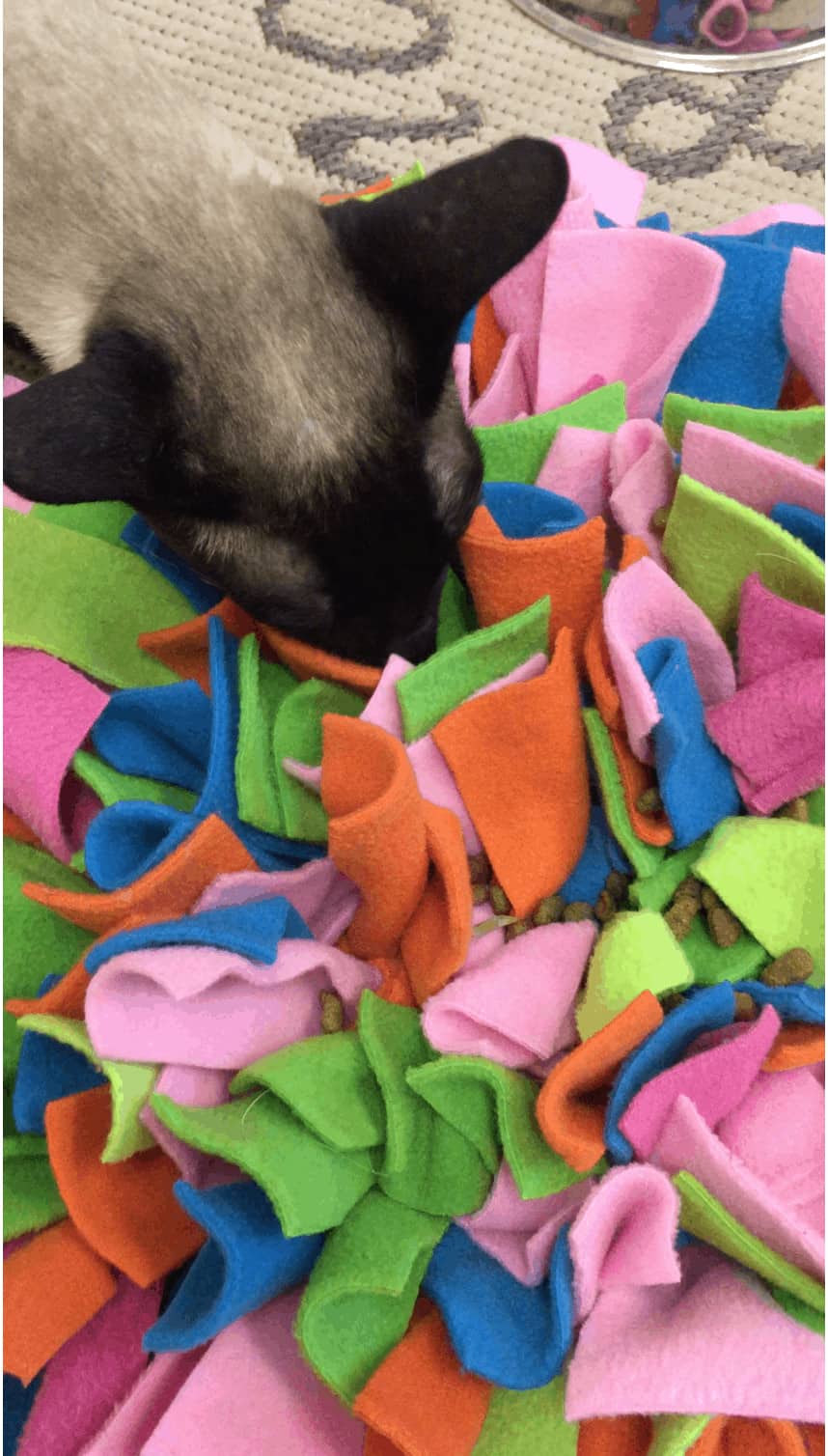 Siamese cat with ruffle snuffle rug 2 Ruffle Snuffle's Life with Pets