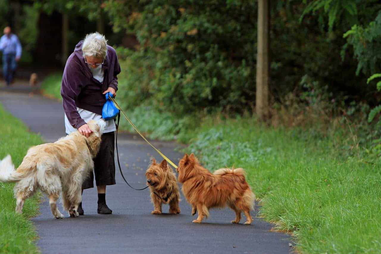 Teach your dog to walk nicely on a lead Loose Leash Walking from
