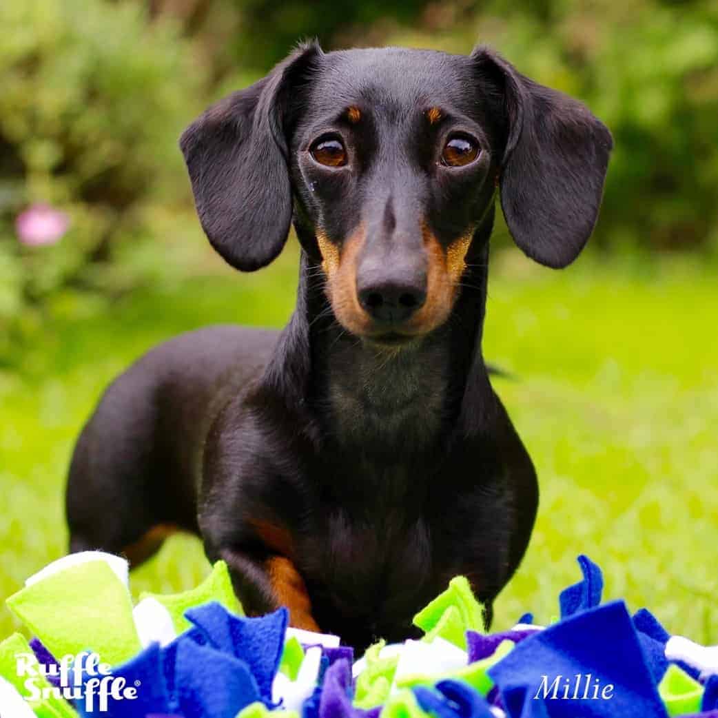 5 Ways to Use a Snuffle Mat With Your Dog: Canine Enrichment Ideas milliesnufflemat