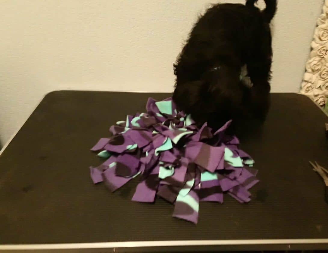 Freddie grooming table