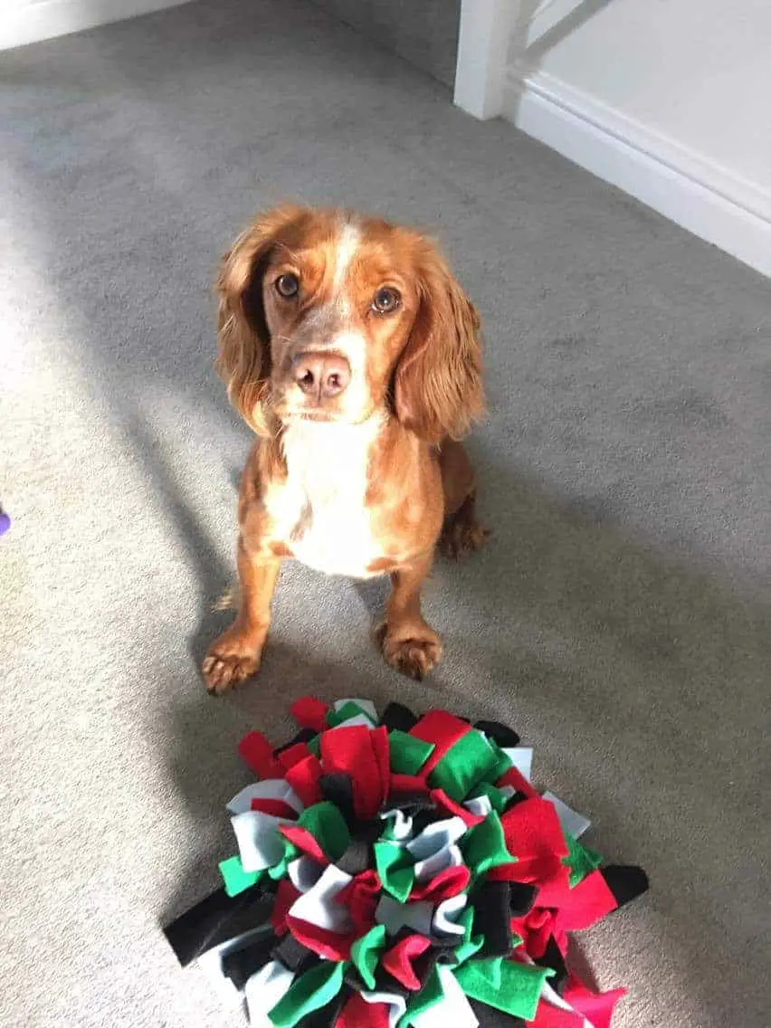 cherry working cocker