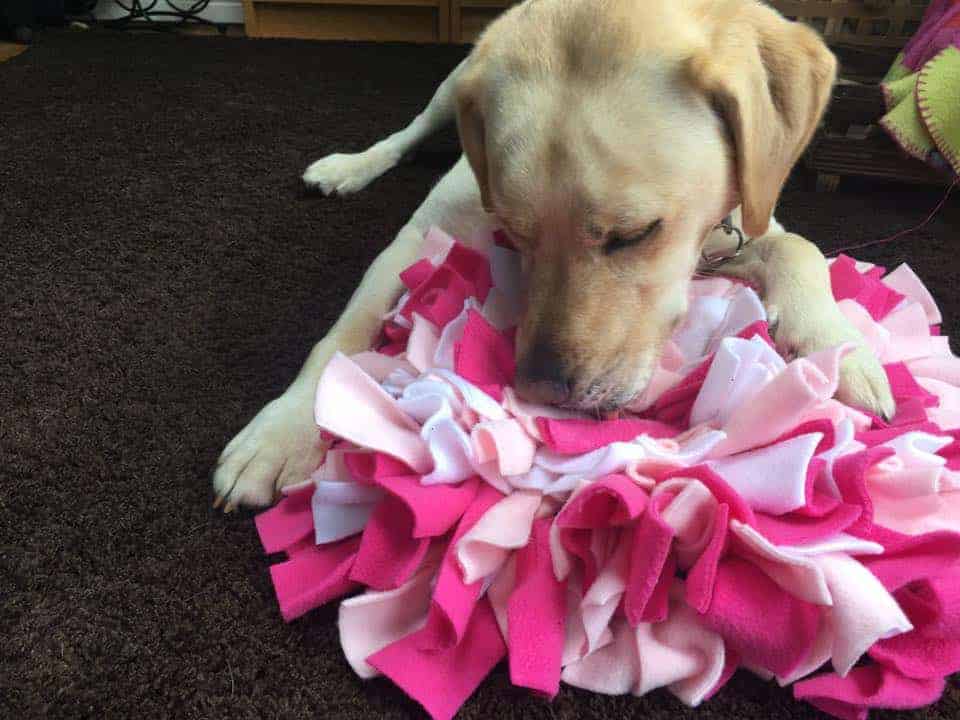 elsie labrador