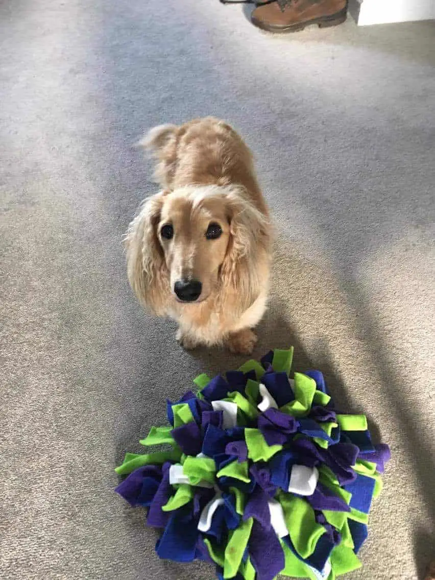 finnegan minidaschshund