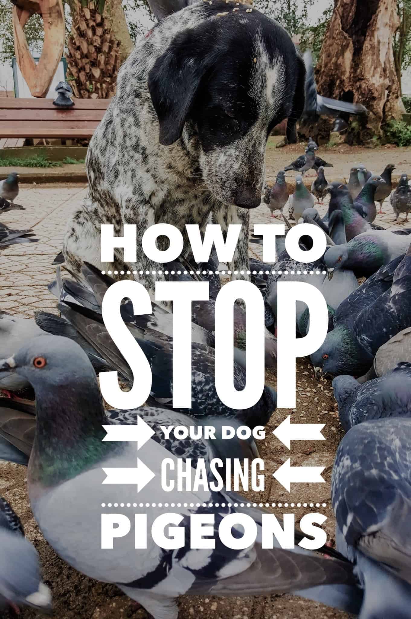 How to stop your dog chasing other animals Dog training from Ruffle