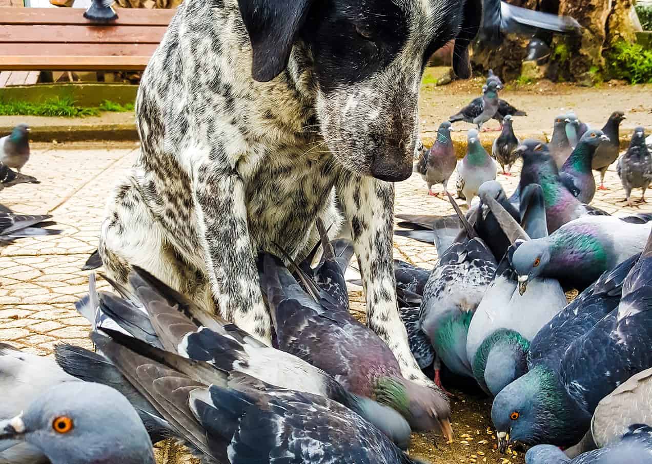 How to stop your dog chasing other animals Dog training from Ruffle