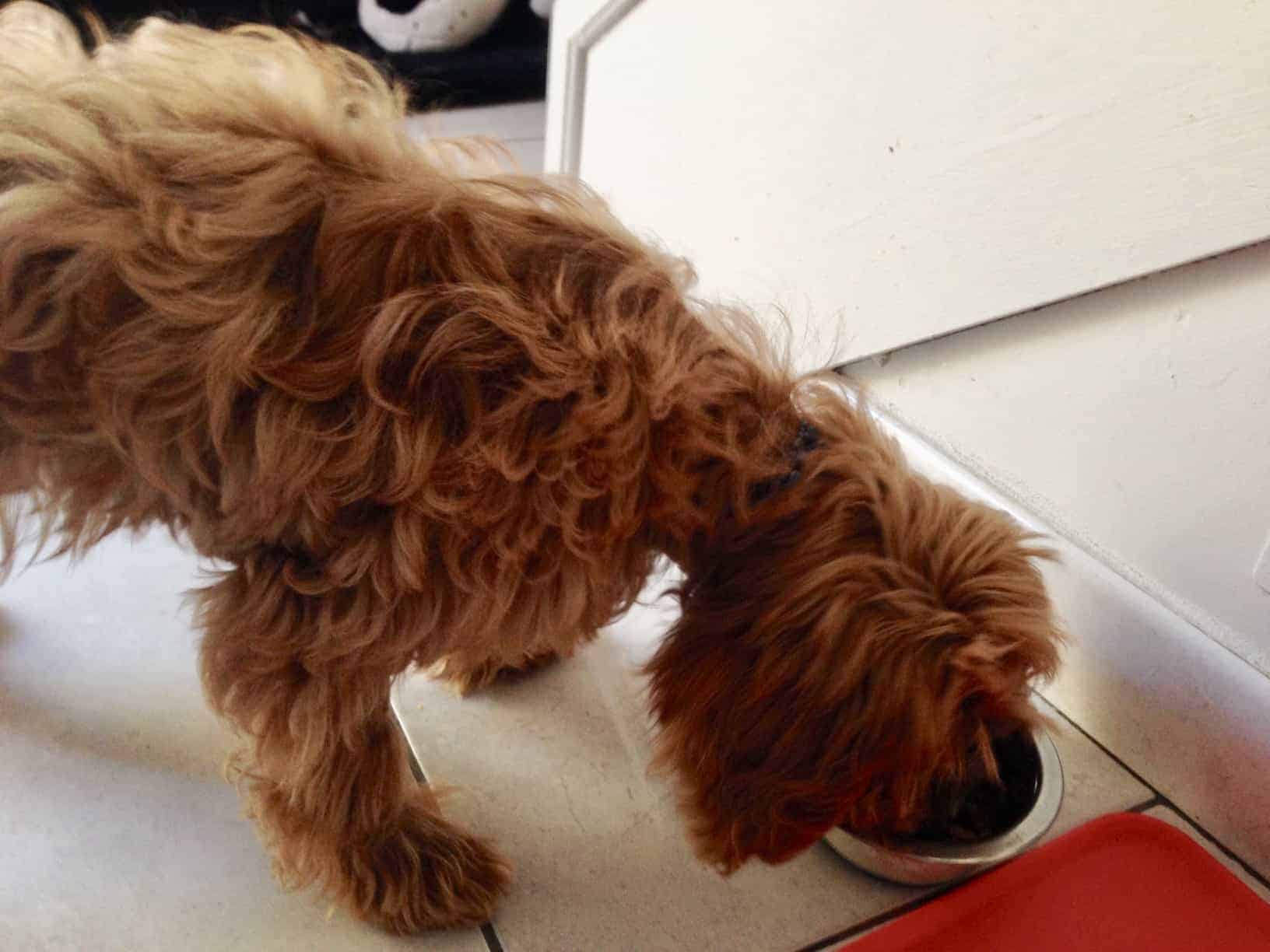 Why Won T My Dog Eat Out Of Its Bowl at Elizabeth McCarthy blog