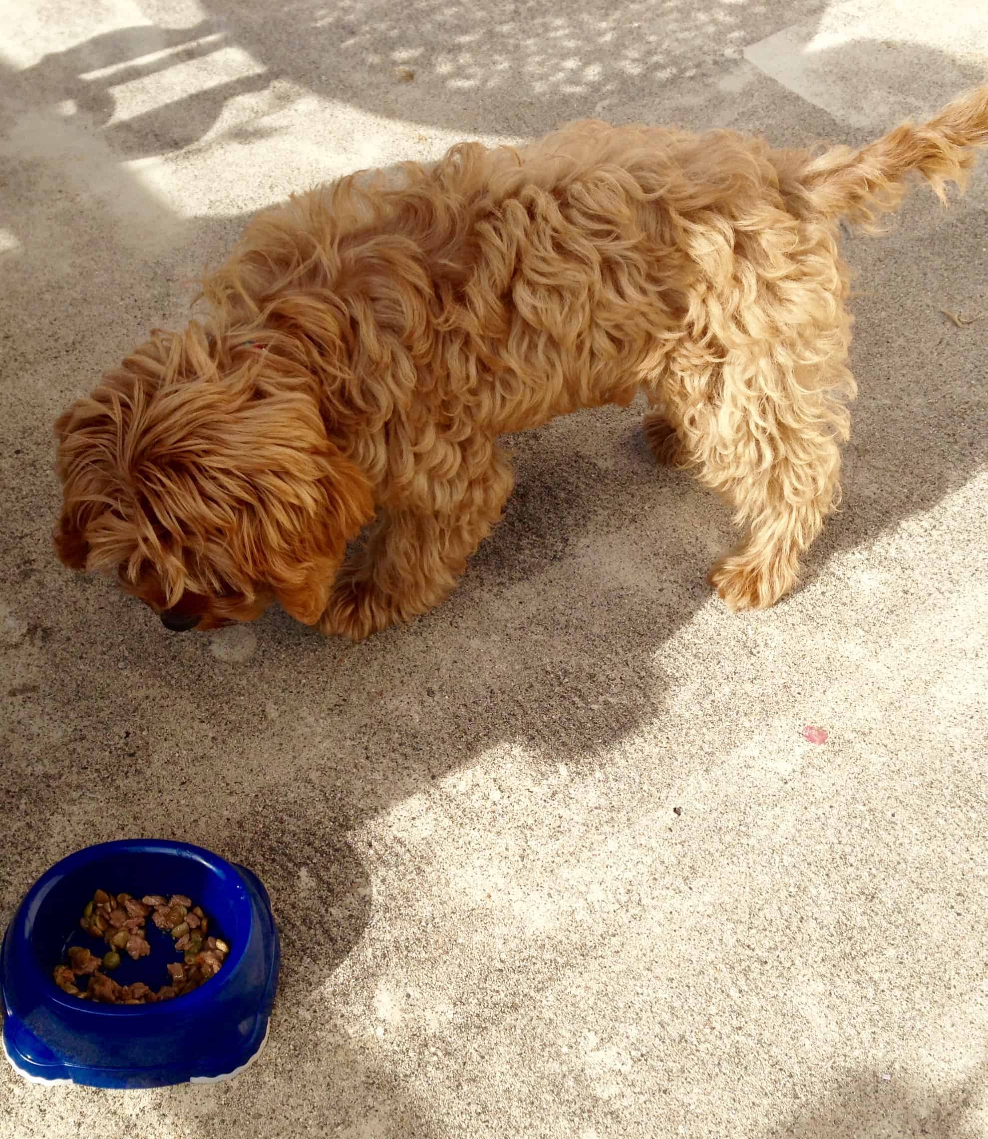 Why won't my dog eat from his bowl? from Ruffle Snuffle's Life with Pets