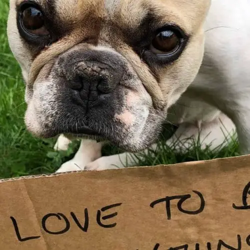 How Can I Stop My Dog Jumping Up On People? • 2022 Ruffle Snuffle