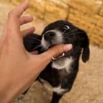 how to stop your puppy biting you