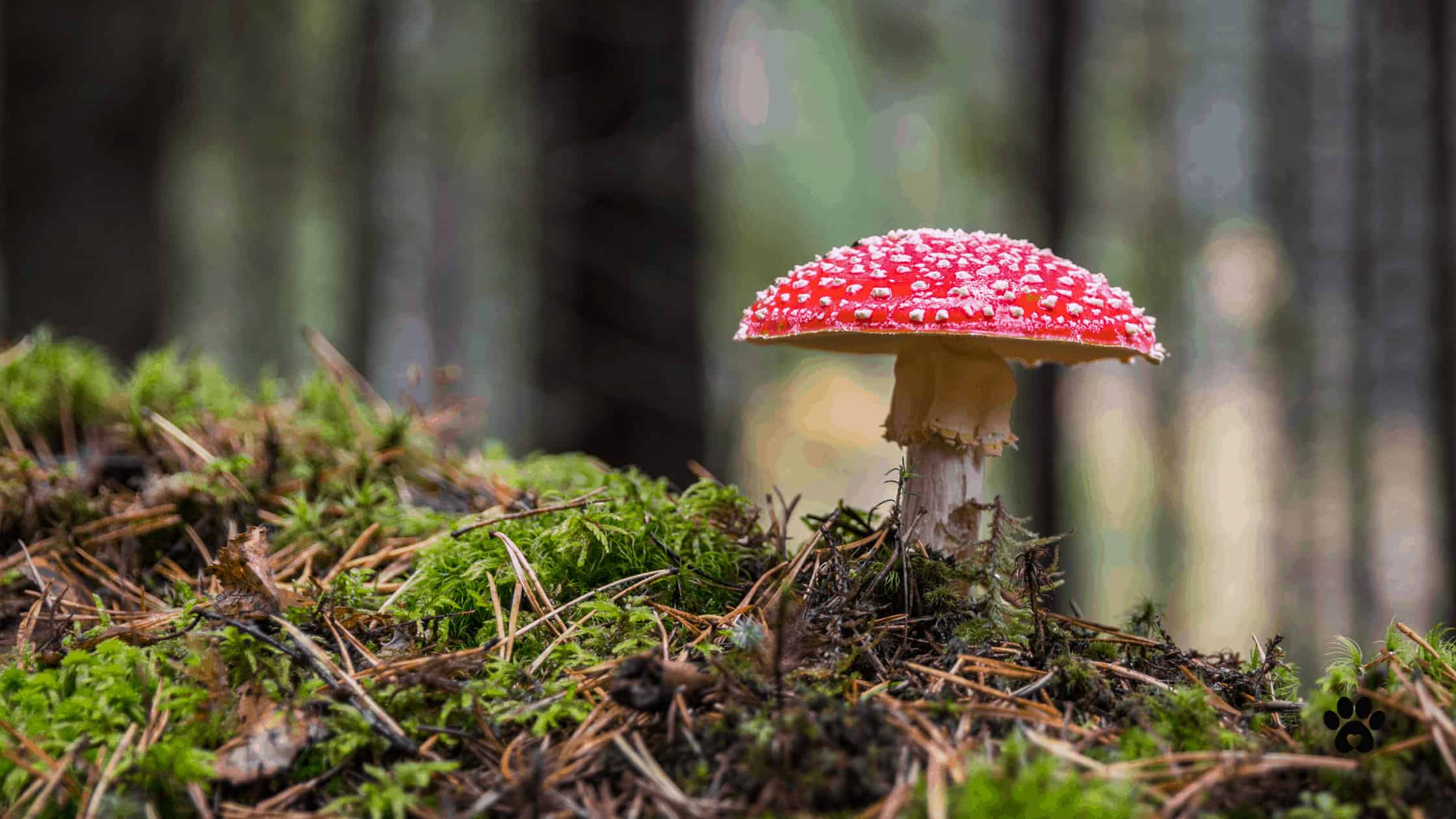 mushrooms kill dogs