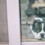 How to avoid separation anxiety