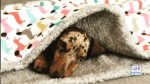 why dogs burrow in beds snuggle sack for dog