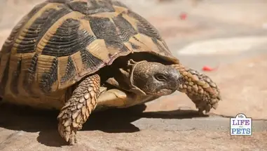 How To Look After A Pet Tortoise Beginner Guide For New Keepers