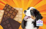 how much chocolate can kill a dog