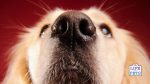 indoor nosework games for dogs