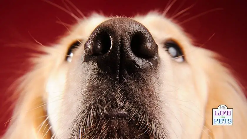 5 Nose Work Games for Dogs That Are Scentsational - Happy-Go-Doodle®