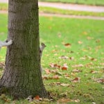 Stop your dog chasing squirrels