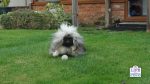 110 signs your dog is happy