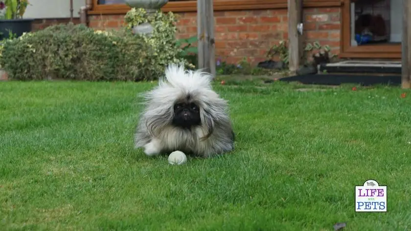 110 signs your dog is happy