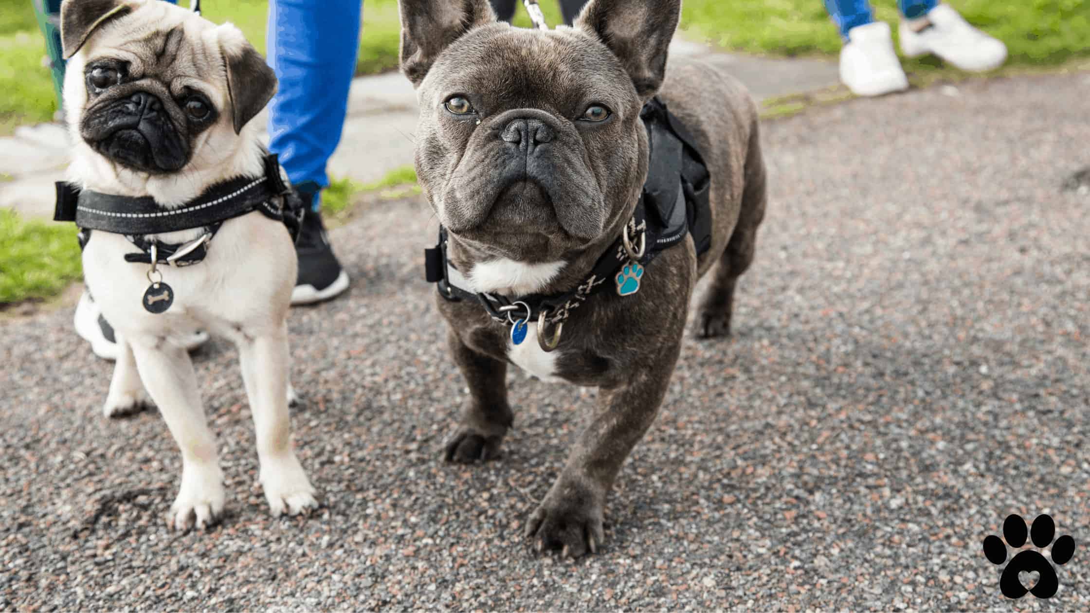 How To Set Up A Dog Walking Business Complete Guide 2021