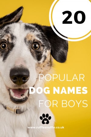 20 Popular Names For Boy Dogs • 2023 Ruffle Snuffle