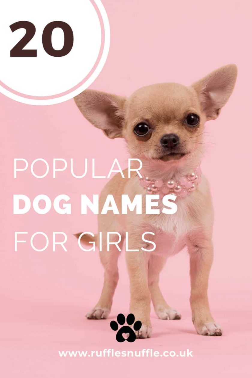 20 Popular Names For Girl Dogs • 2023 Ruffle Snuffle