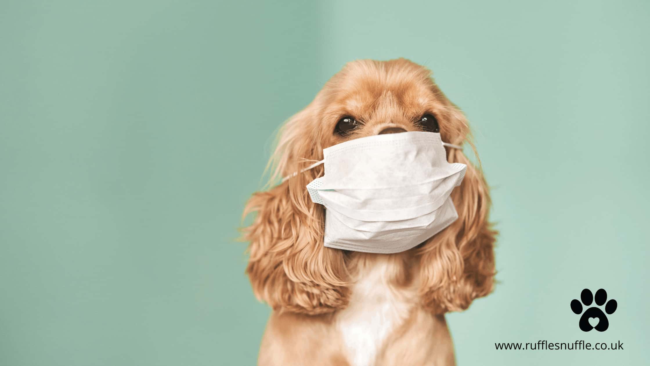 can my dog catch coronavirus?