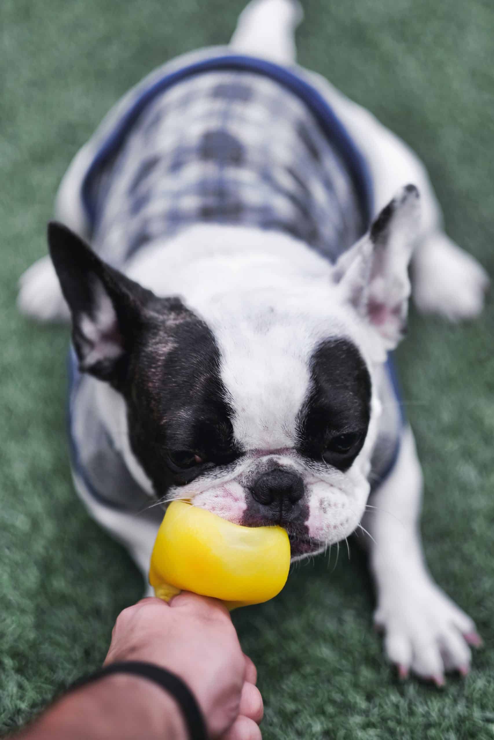 What colours do French Bulldogs come in? from Ruffle Snuffle's Life