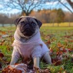 dog coats for autumn 2020
