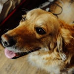 liver treat homemade dog