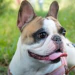French Bulldog Breed Colours