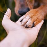 bringing home a rescue dog tips