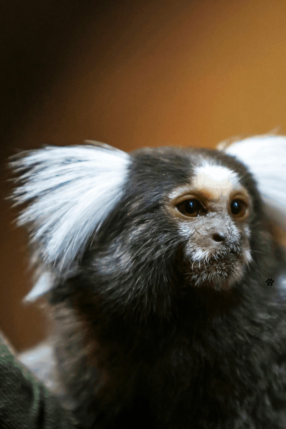All you need to know about keeping exotic pets in the UK