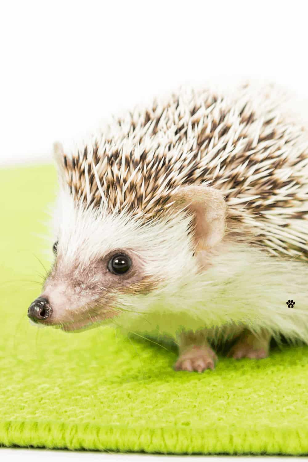 All you need to know about keeping exotic pets in the UK