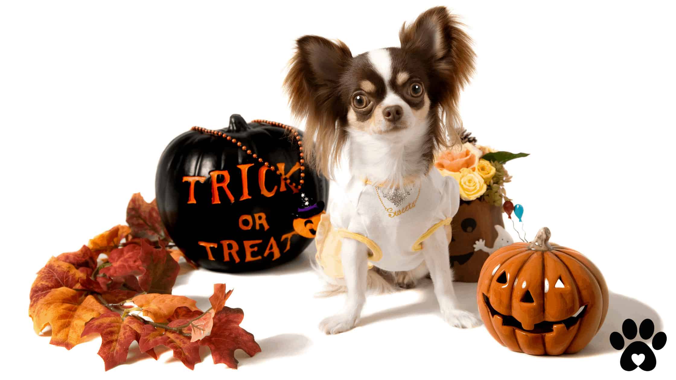 Halloween safety tips for pet owners