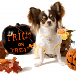 Halloween safety tips for pet owners