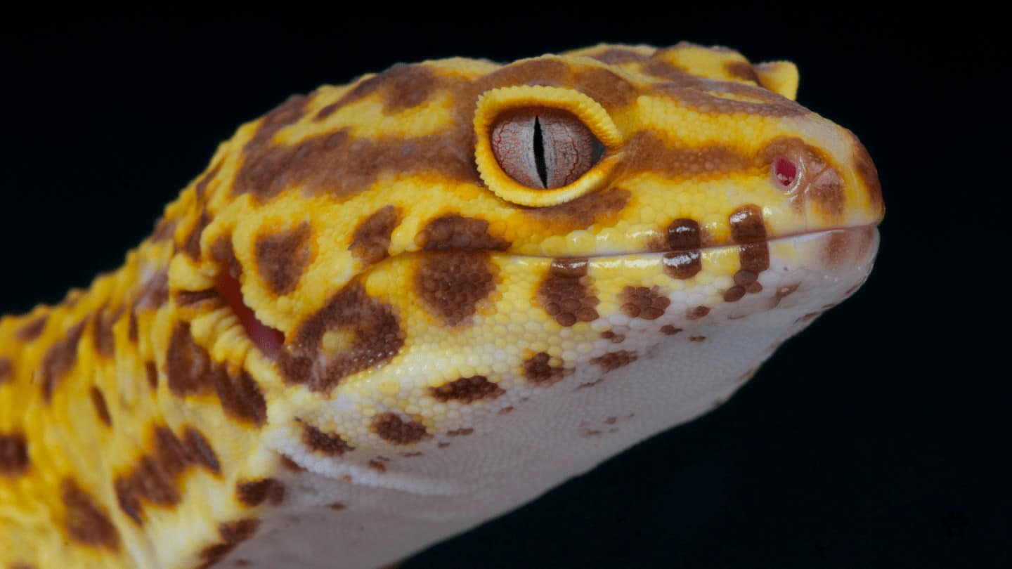 Pet Leopard Gecko