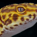 Pet Leopard Gecko