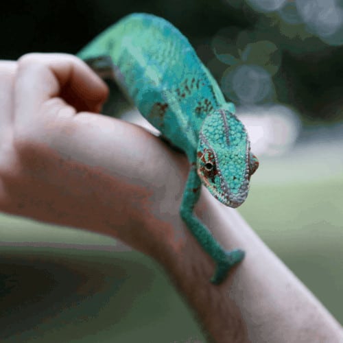 How to look after a pet tortoise Beginner guide for new keepers