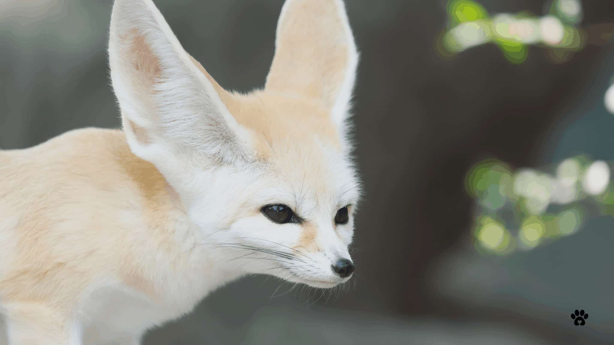 All you need to know about keeping exotic pets in the UK