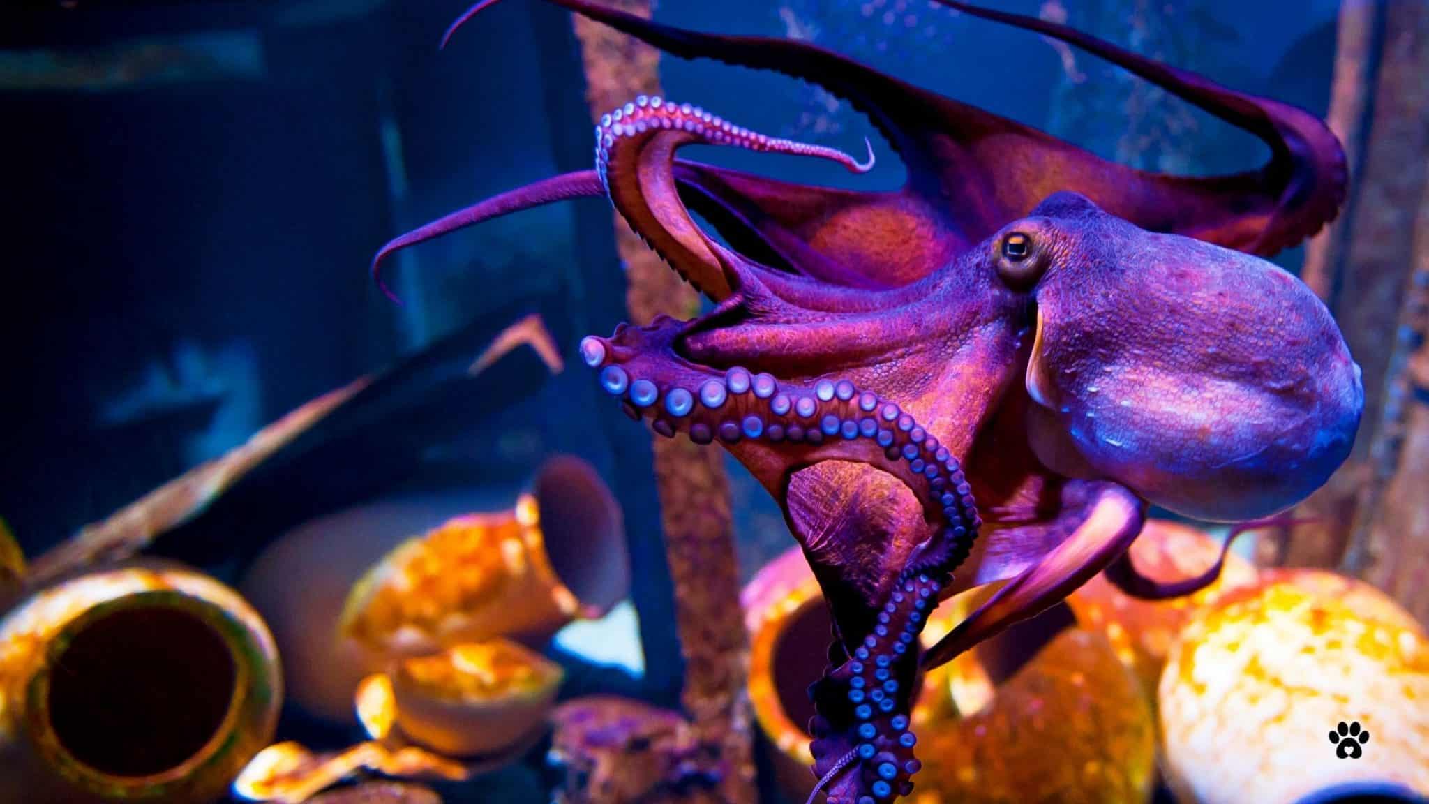 All you need to know about keeping exotic pets in the UK