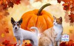 benefits of pumpkin to dogs and cats