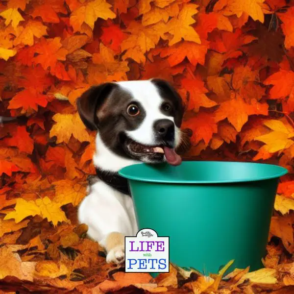 pumpkin for dogs